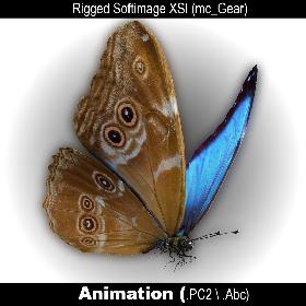 Butterfly Blue Morpho